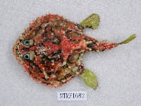 藏品(星點長鰭鰏魚)的圖片